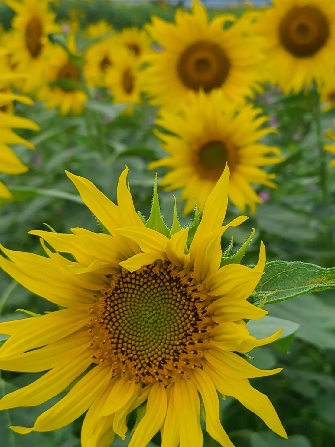 夏季休暇のお知らせ(^^♪